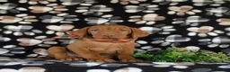 Vizsla dogs for sale: Walden  - Ad 3