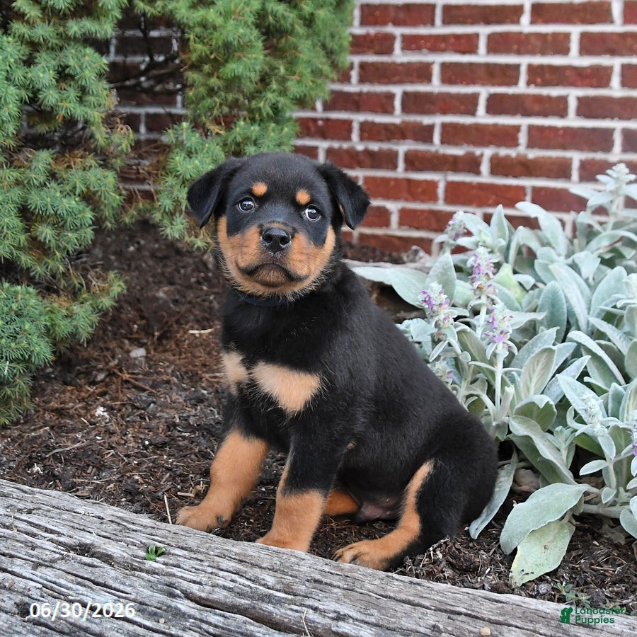 Rottweiler dogs Buster - Ad 1