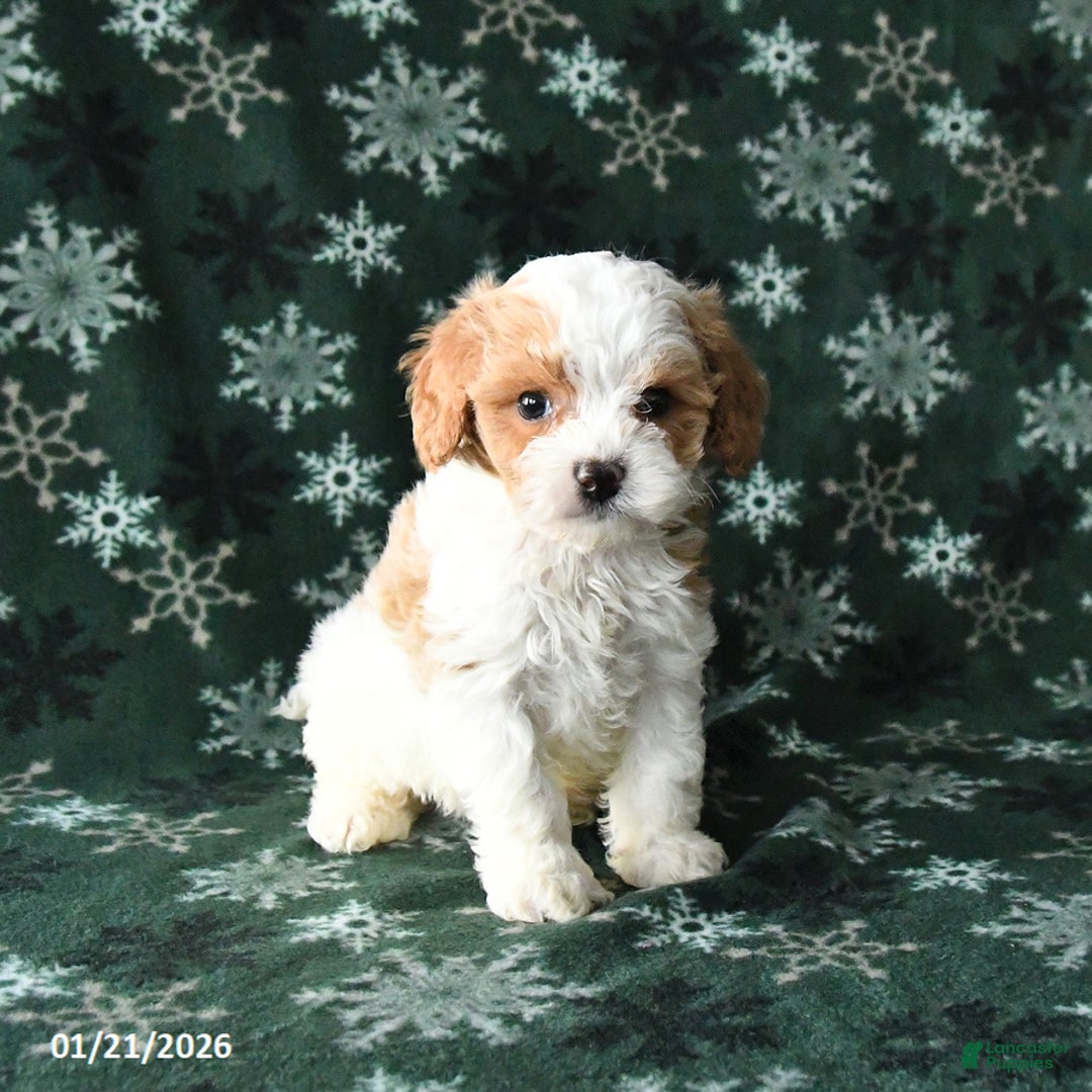 Cavapoo dogs for sale: Sparky - Ad 2