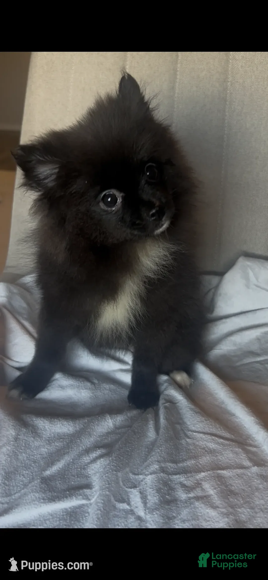 Pomeranian dogs for sale: LuLu - Ad 5