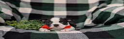 Boston Terrier dogs for sale: Egypt - Ad 5