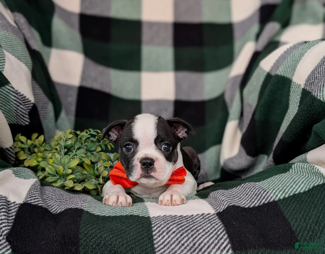 Boston Terrier dogs for sale: Egypt - Ad 5