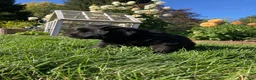 Newfoundland dogs for sale: Sophia - Ad 4