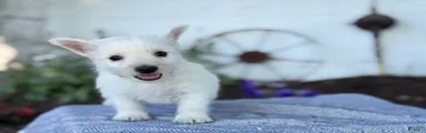 Bandit
