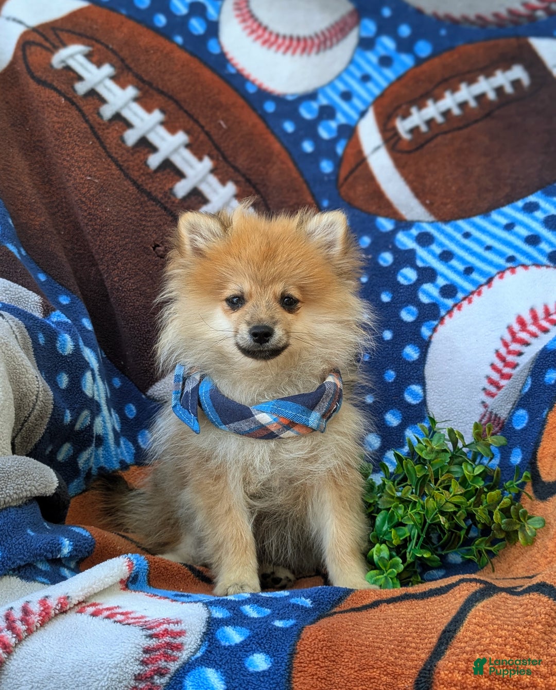 Pomeranian dogs for sale: Malik Genetic Testing 9 lbs Full Grown - Ad 1