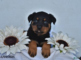 Rottweiler dogs Sasha - Ad 40