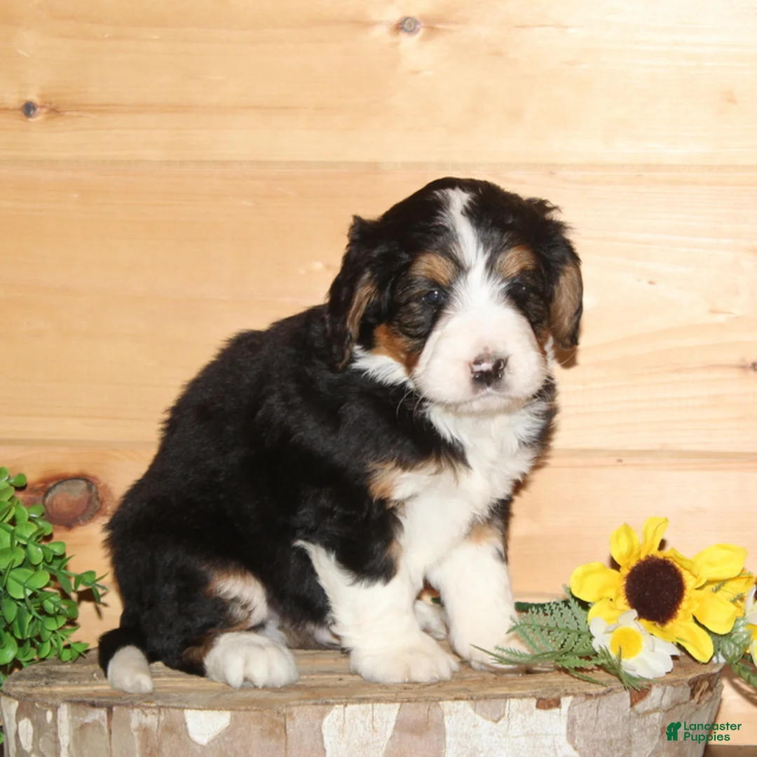 Bernedoodle dogs for sale: Red - F1 - Ad 2