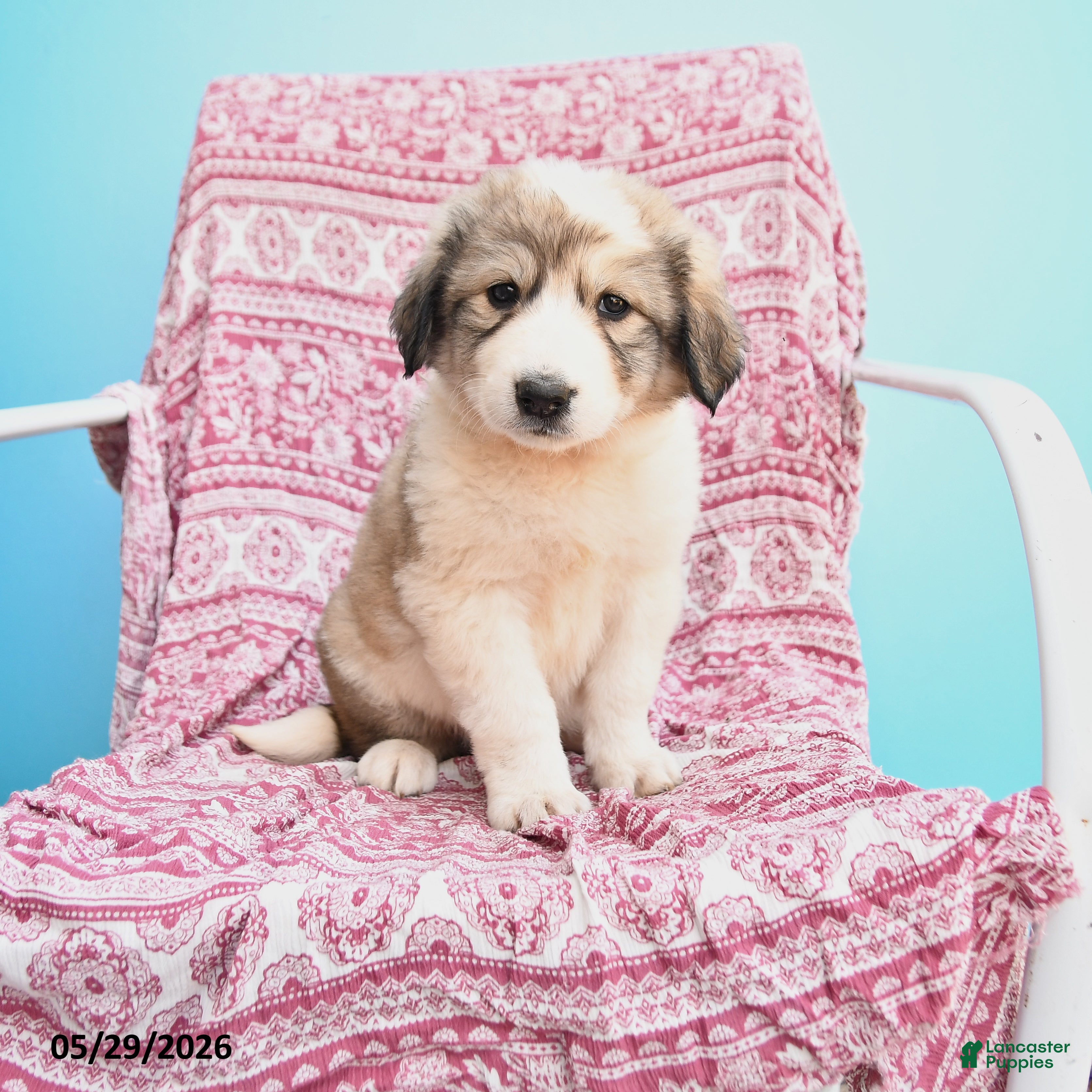 Mixed Breed dogs for sale: Hanna - Ad 4