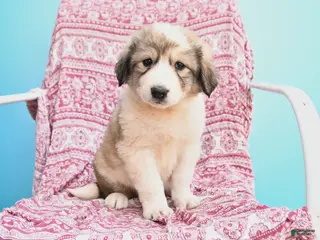 Mixed Breed dogs for sale: Hanna - Ad 4