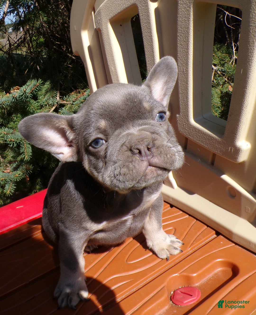 French Bulldog dogs for sale: French Bulldog Puppy 2 Rochester - Ad 1