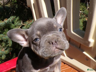 French Bulldog dogs French Bulldog Puppy 2 Rochester - Ad 37