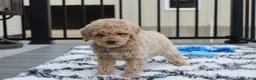 Bichpoo dogs for sale: Travis - Ad 2