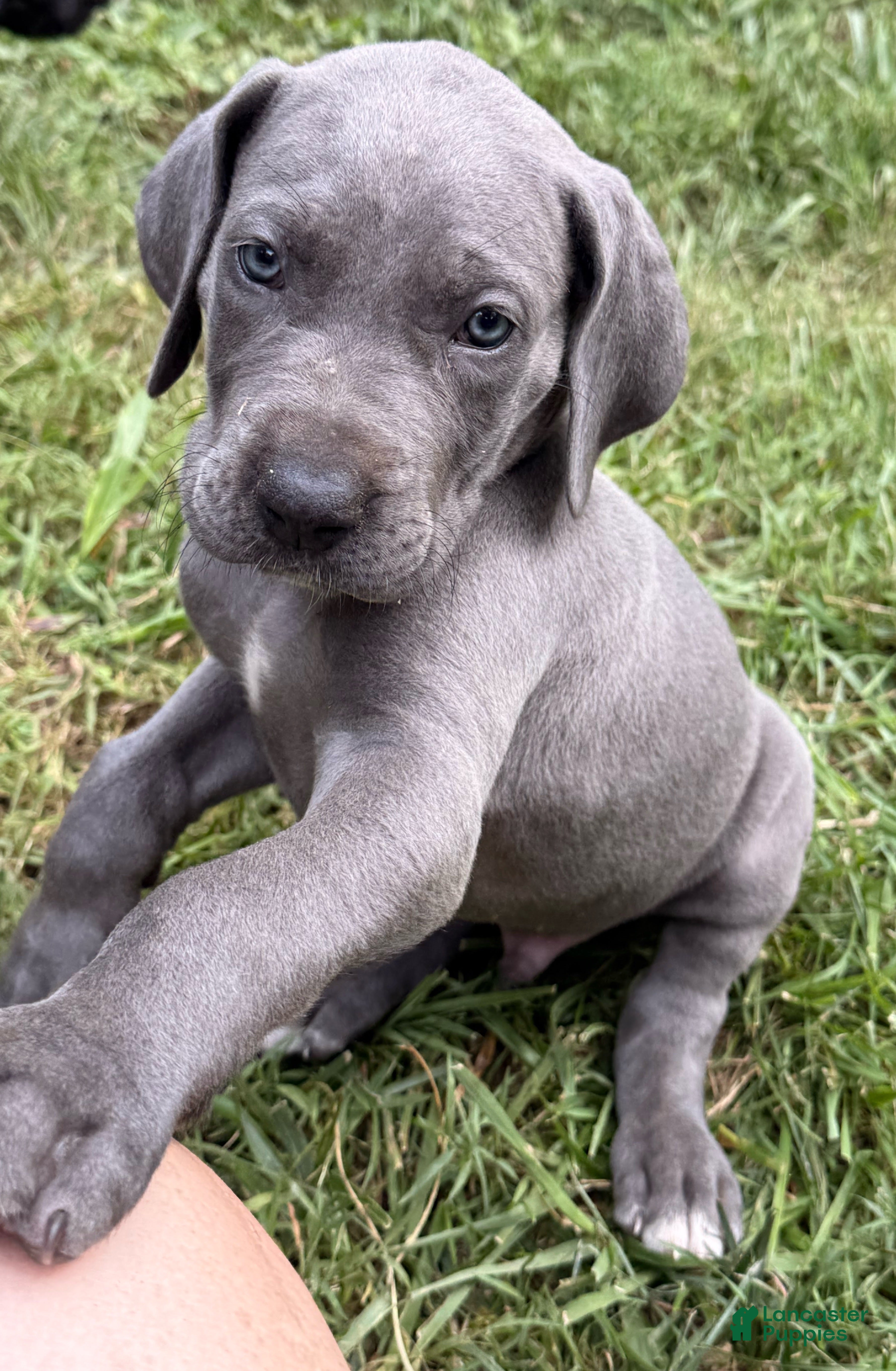 Great Dane dogs Axl Rose - Ad 1