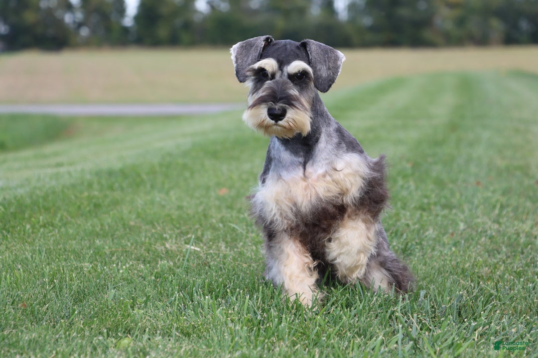 Miniature Schnauzer dogs for sale: Anna - Ad 7