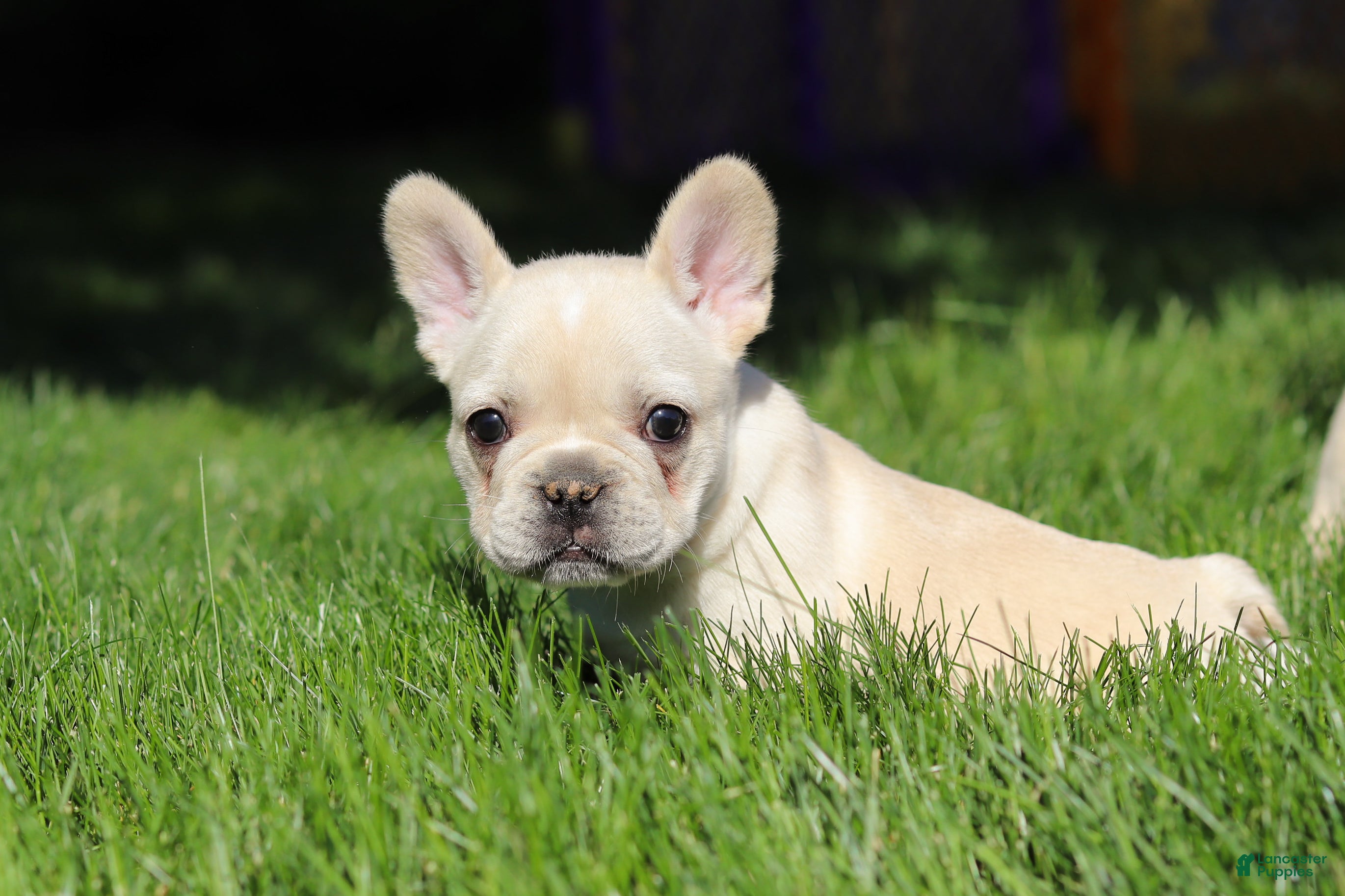 French Bulldog dogs for sale: Courtney - Ad 4
