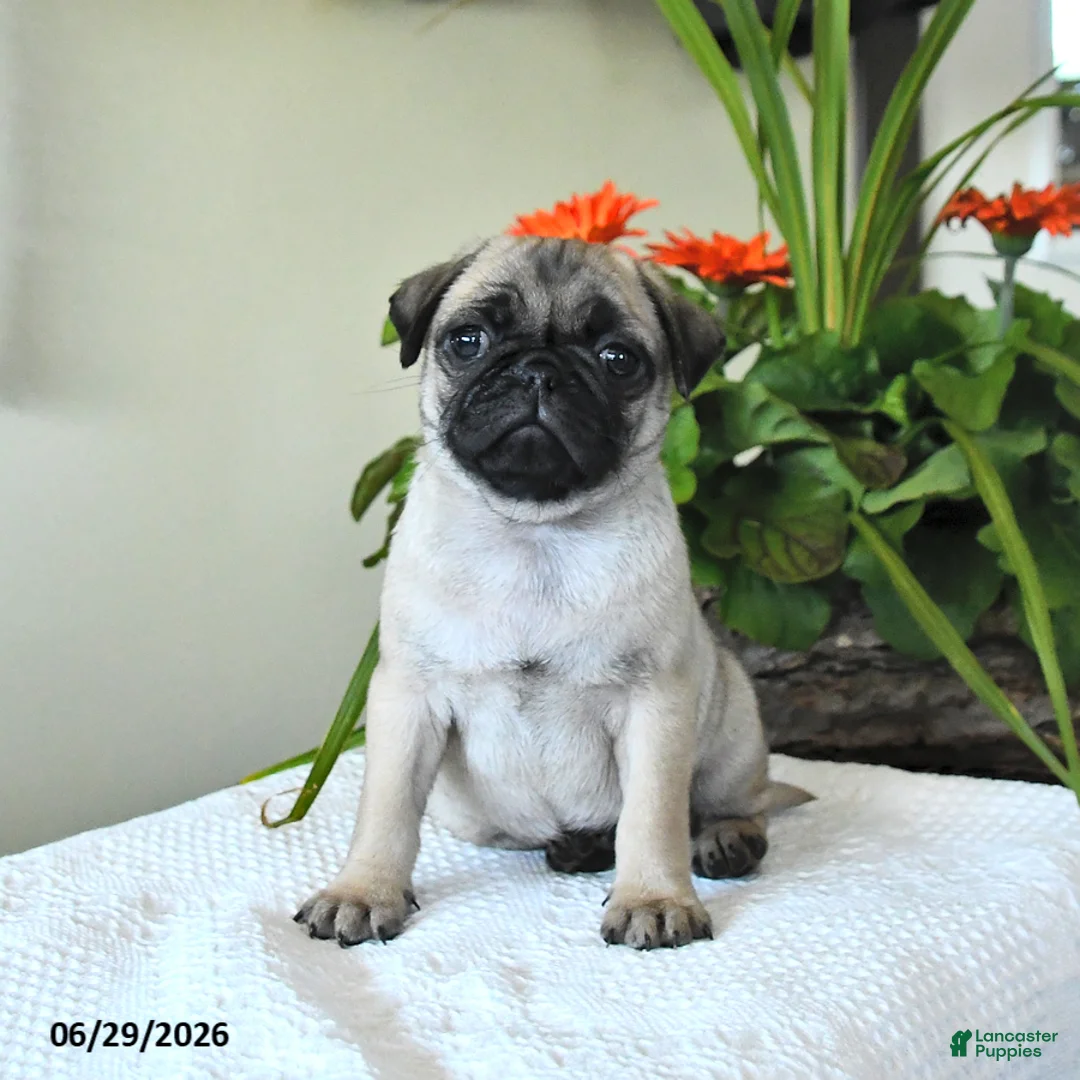 Pug dogs for sale: Tulip - Ad 2