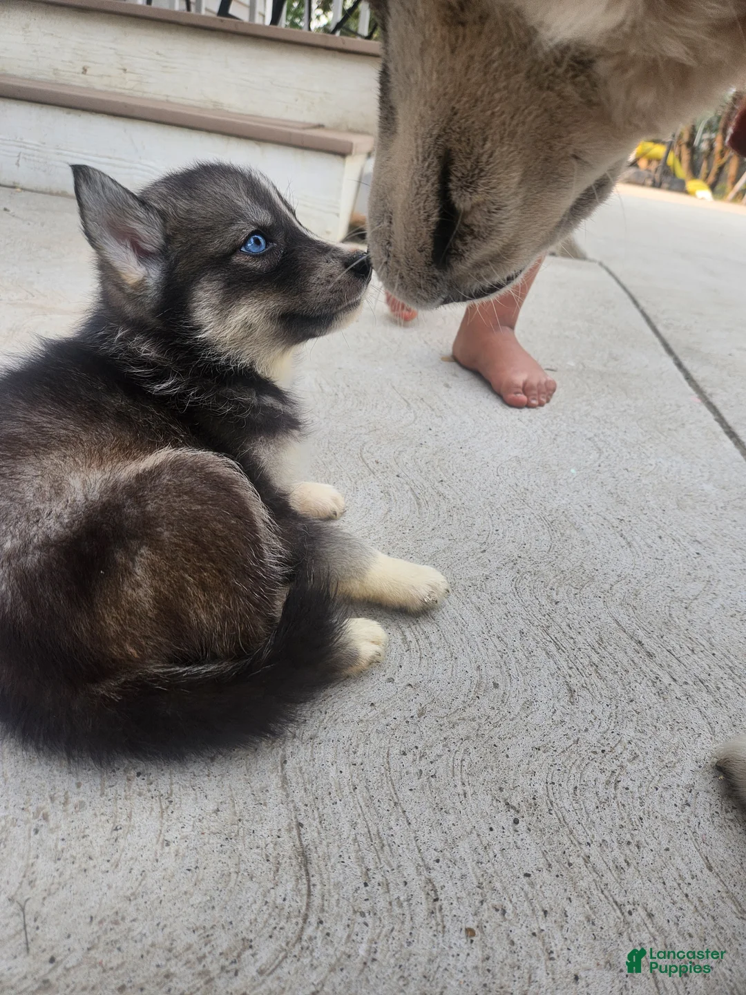 Siberian Husky dogs for sale: Siberian Husky 7 - Ad 7