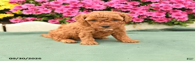 Teddy