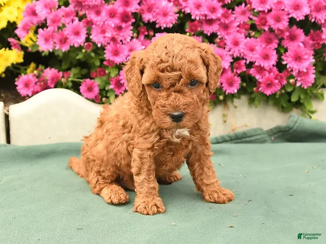 Toy Poodle dogs for sale: Teddy - Ad 1