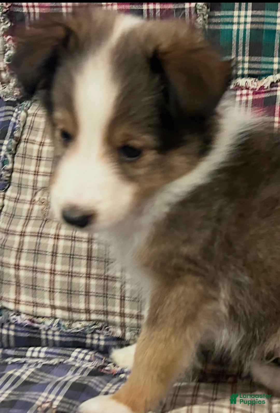 Shetland Sheepdog dogs for sale: Finn - Ad 2