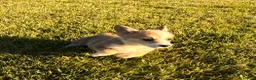 Welsh Corgi Pembroke dogs for sale: Mable - Ad 20