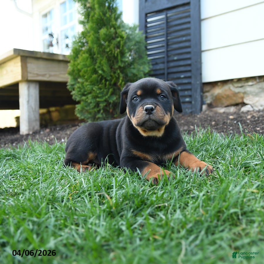 Rottweiler dogs Crumpet - Ad 2