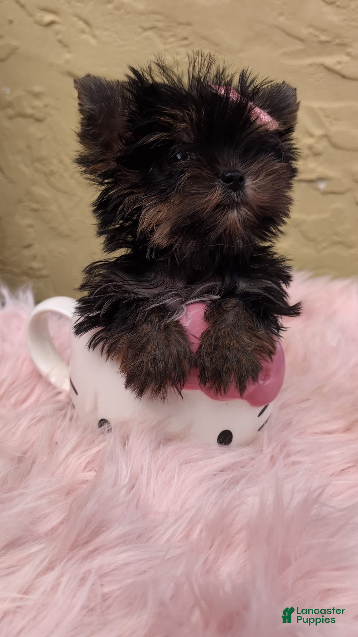 Yorkshire Terrier dogs Minnie AKC Micro Teacup $8450 or Best Offer - Ad 2