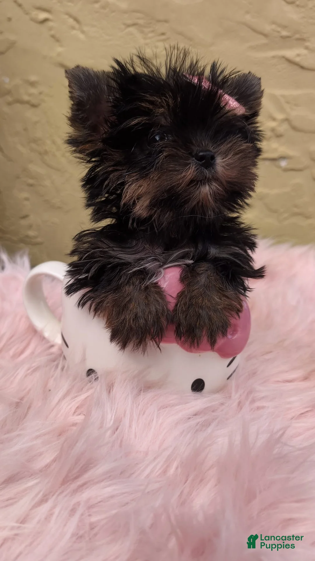 Yorkshire Terrier dogs for sale: Minnie AKC Micro Teacup $8450 or Best Offer - Ad 2