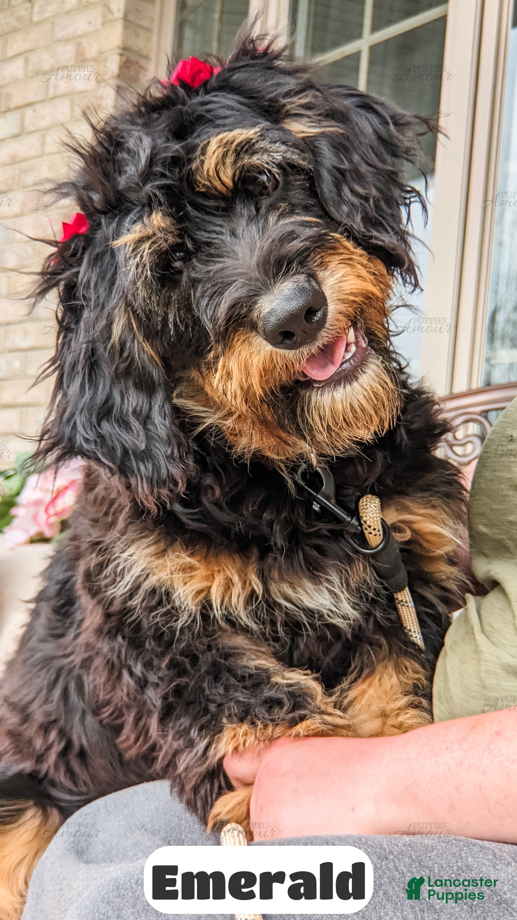 Bernedoodle dogs Emerald - Ad 2