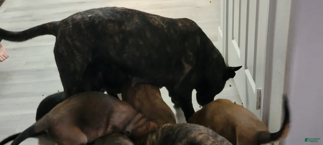 Mixed Breed dogs for sale: Mixed Breed Puppy 3 - Ad 2