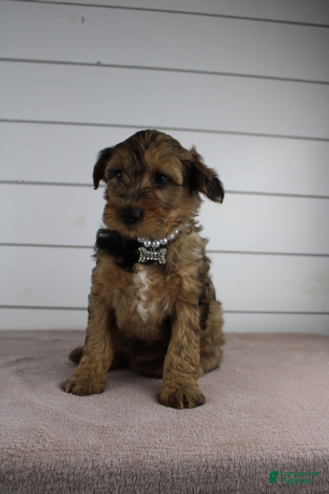 Yorkiepoo dogs for sale: GUNNER - Ad 6