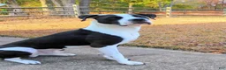 American Pit Bull Terrier dogs for sale: American Pit Bull Terrier 1 - Ad 8