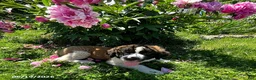 Saint Bernard dogs for sale: Big Girl - Ad 3