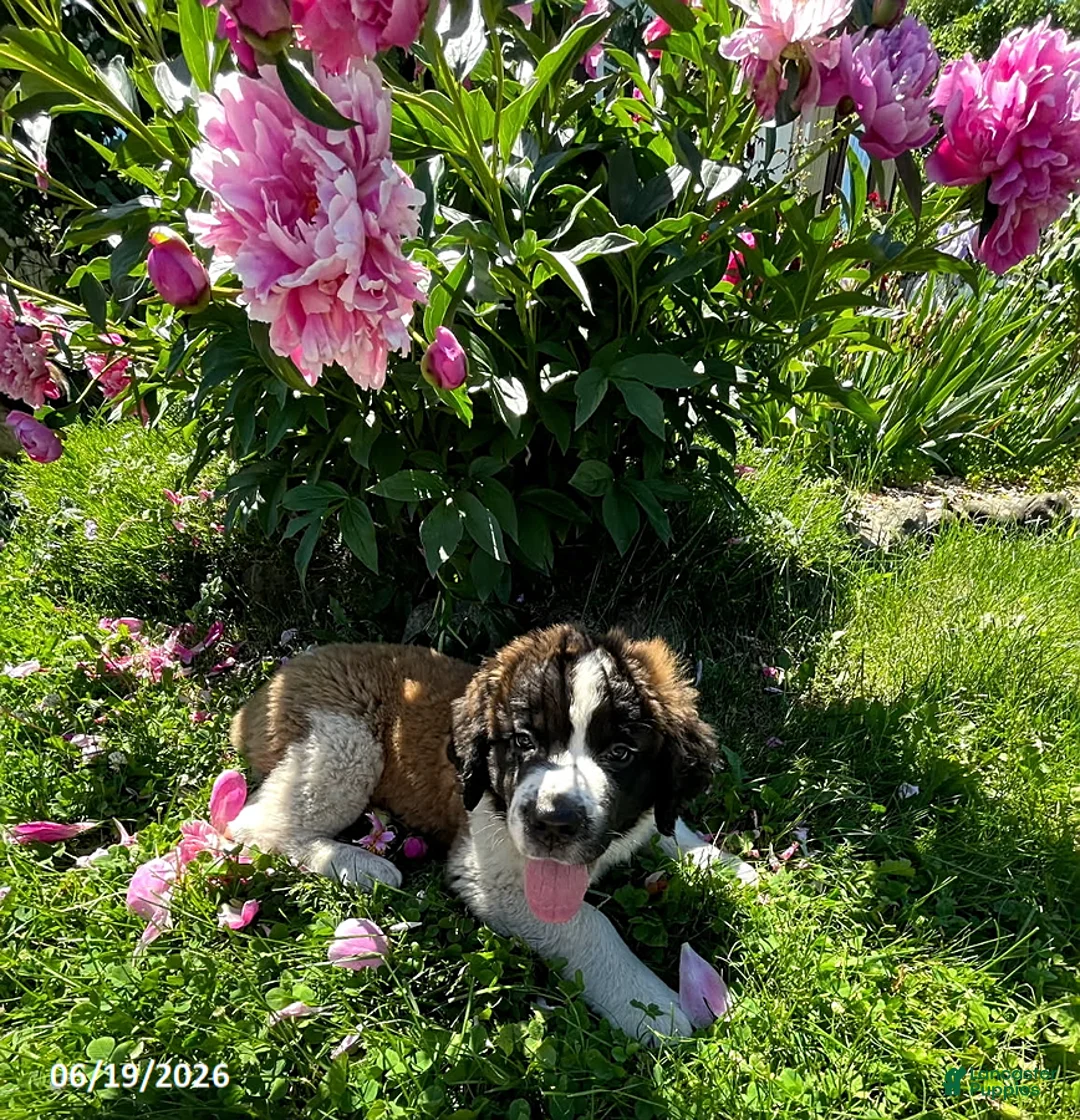 Saint Bernard dogs for sale: Big Girl - Ad 3