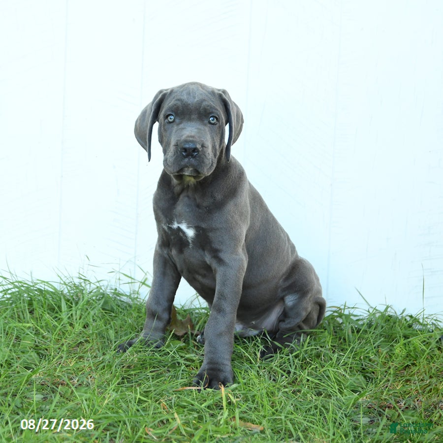Cane Corso dogs Roman - Ad 1