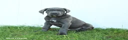 Cane Corso dogs for sale: Roman - Ad 1