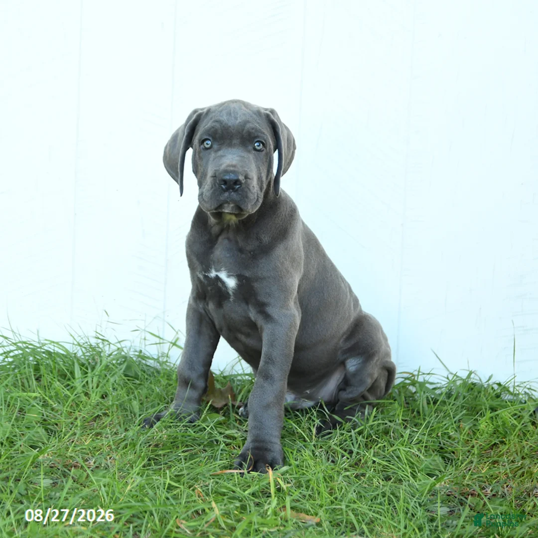 Cane Corso dogs for sale: Roman - Ad 1