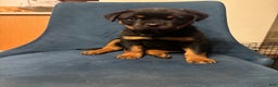 Rottweiler dogs for sale: Nae - Ad 2