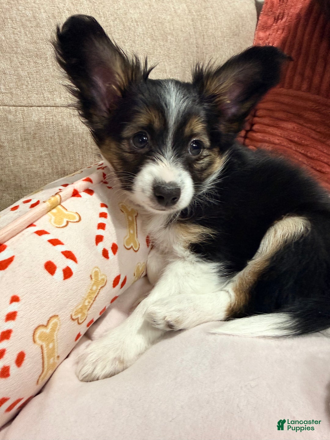 Mixed Breed dogs for sale: Bandit  - Ad 5