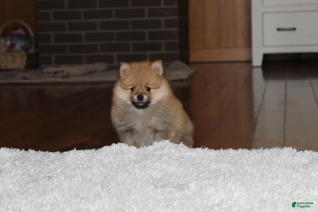 Pomeranian dogs for sale: Kody - Ad 8