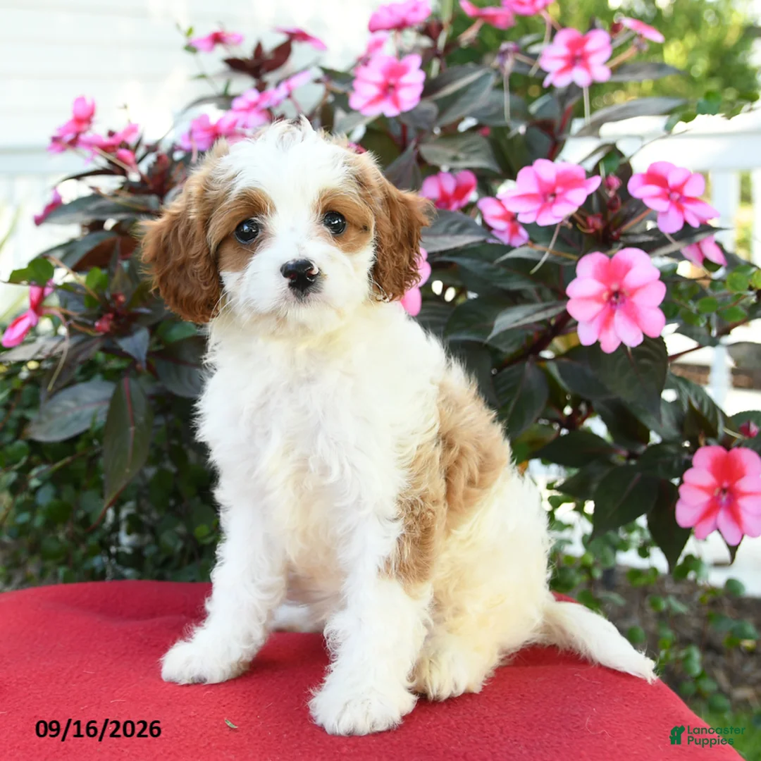 Cavapoo dogs for sale: Jo  - Ad 4