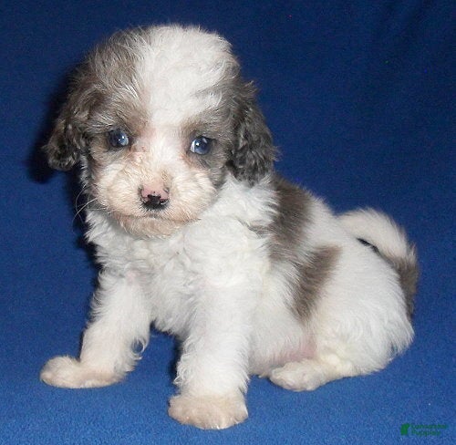 Cockapoo dogs Ringo - Ad 1