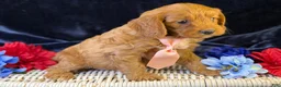 Cavapoo dogs for sale: Reef - Ad 4