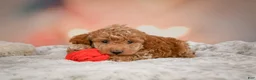 Toy Poodle dogs for sale: Davis - Ad 5