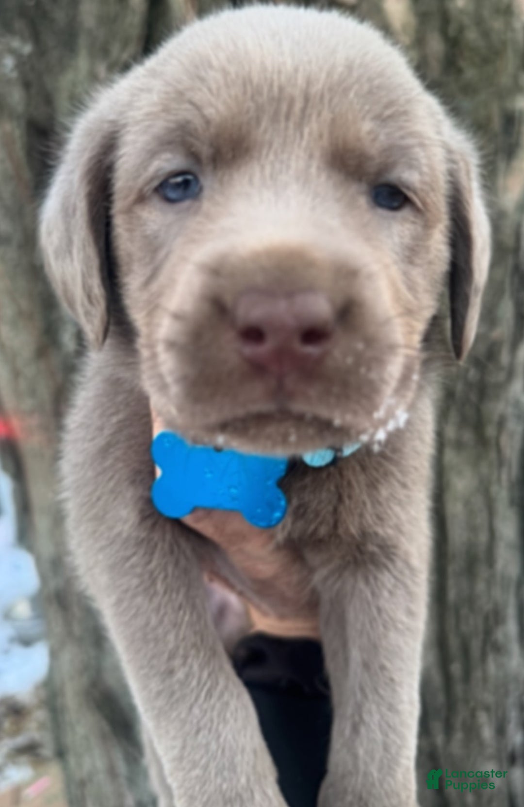 Labrador Retriever dogs for sale: Labrador Retriever Puppy 1 - Ad 8