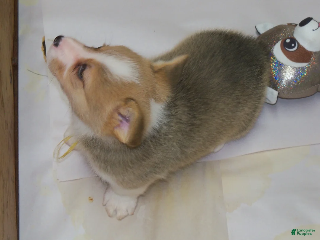 Welsh Corgi Pembroke dogs for sale: Grover...Genetic tested - Ad 2