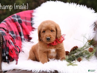 Labradoodle dogs Champ - Ad 3