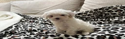 Maltipoo dogs for sale: Magnolia  - Ad 3