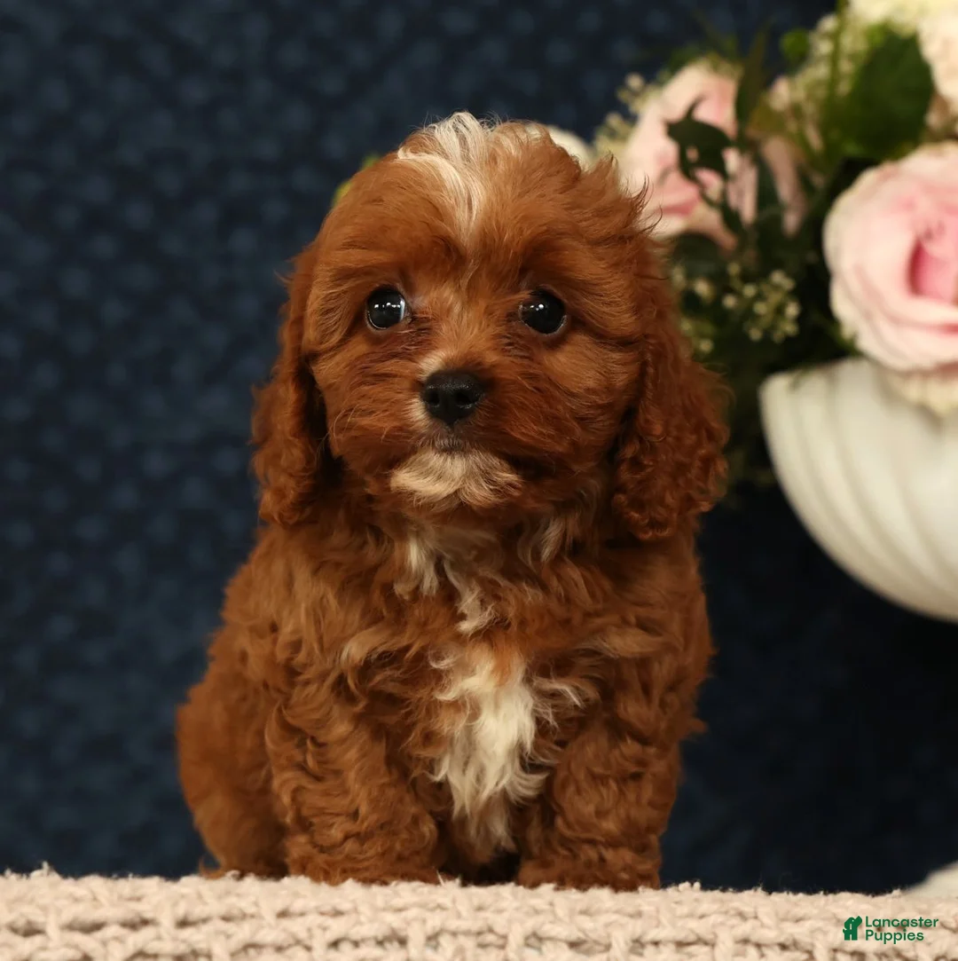 Cavapoo dogs for sale: Lana - Ad 1