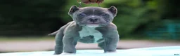 American Bully dogs for sale: Blue Male - Ad 1